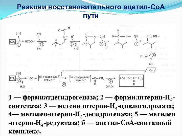 Реакции восстановительного ацетил-Со. А пути 1 — формиатдегидрогеназа; 2 — формилптерин-Н 4 синтетаза; 3