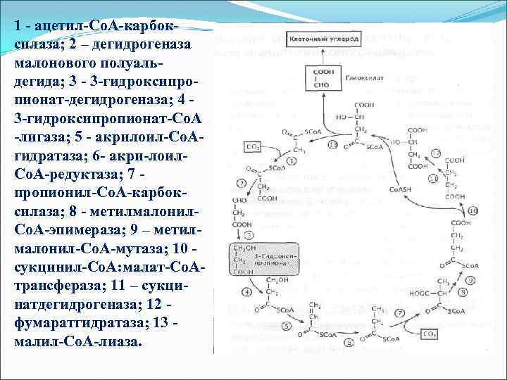 1 - ацетил-Со. А-карбоксилаза; 2 – дегидрогеназа малонового полуальдегида; 3 - 3 -гидроксипропионат-дегидрогеназа; 4