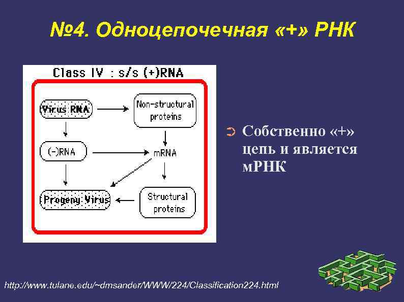 Цепь образования рнк. Плюс однонитевые РНК вирусы. Одноцепочечная плюс цепь РНК. Одноцепочечные РНК вирусы. Одноцепочечный РНК-содержащий вирус.