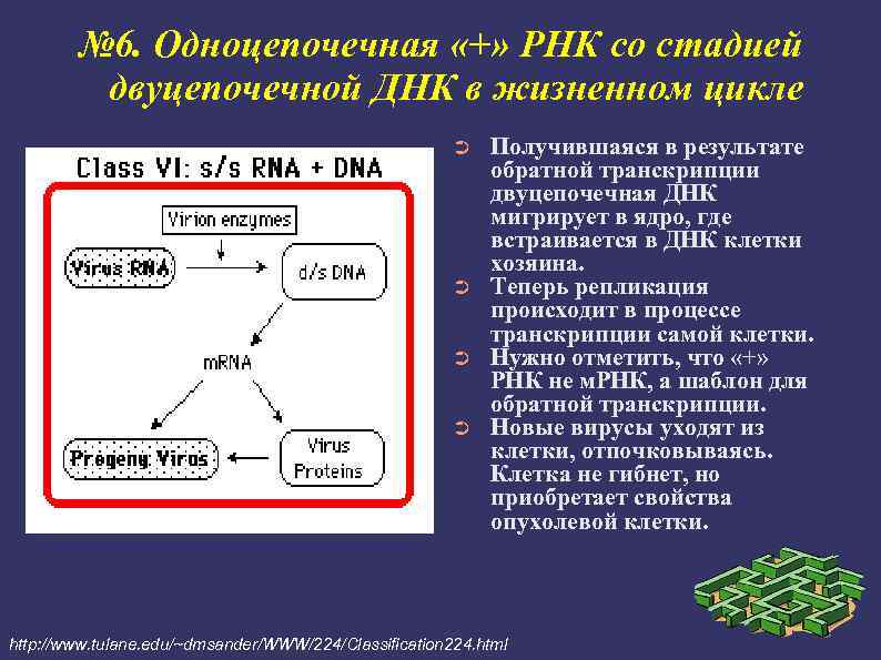 Одноцепочечная РНК. Вирусы содержат ДНК или РНК. Одноцепочечная ДНК вирусов. Острая форма РНК вирусы.