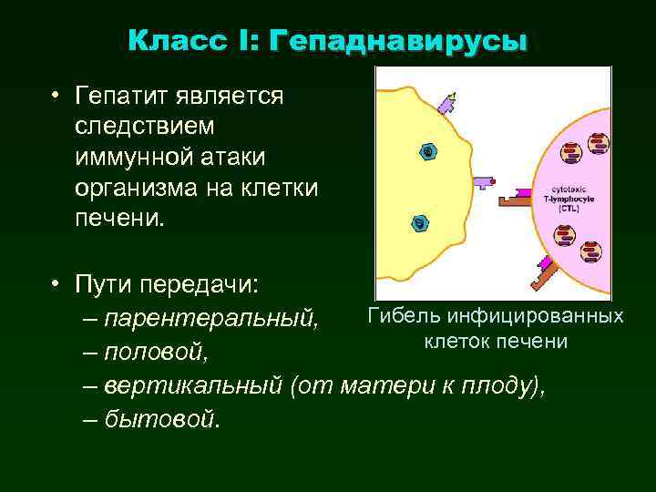 Класс I: Гепаднавирусы • Гепатит является следствием иммунной атаки организма на клетки печени. •