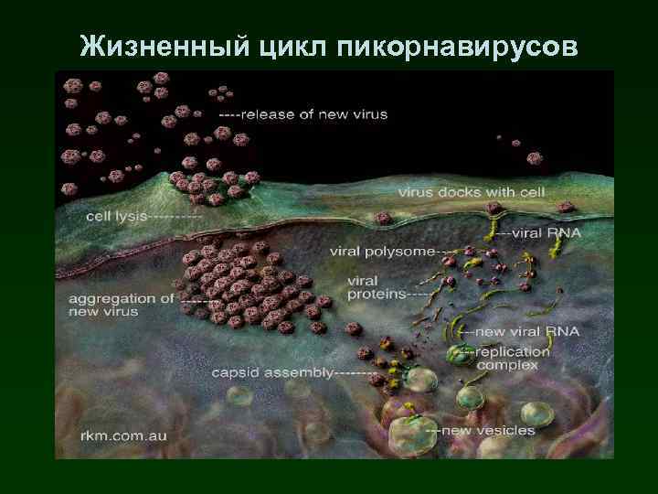 Жизненный цикл пикорнавирусов 