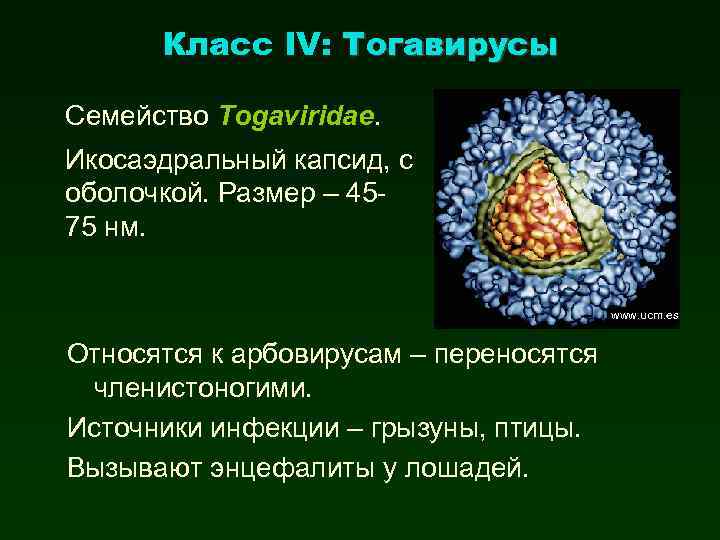 Тогавирусы вирус краснухи презентация