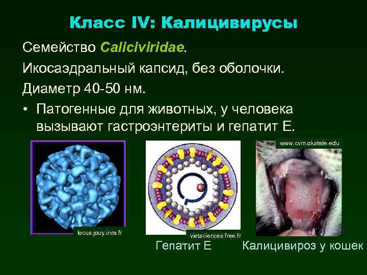 Класс IV: Калицивирусы Семейство Caliciviridae. Икосаэдральный капсид, без оболочки. Диаметр 40 -50 нм. •