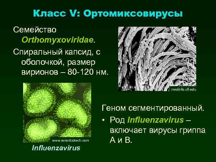 Класс V: Ортомиксовирусы Семейство Orthomyxoviridae. Спиральный капсид, с оболочкой, размер вирионов – 80 -120