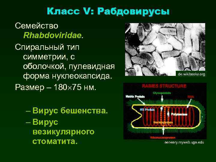 Класс V: Рабдовирусы Семейство Rhabdoviridae. Спиральный тип симметрии, с оболочкой, пулевидная форма нуклеокапсида. Размер