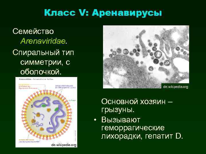 Класс V: Аренавирусы Семейство Arenaviridae Спиральный тип симметрии, с оболочкой. de. wikipedia. org Основной