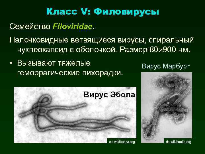 Класс V: Филовирусы Семейство Filoviridae. Палочковидные ветвящиеся вирусы, спиральный нуклеокапсид с оболочкой. Размер 80