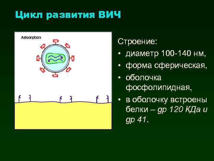 Цикл развития ВИЧ Строение: • диаметр 100 -140 нм, • форма сферическая, • оболочка