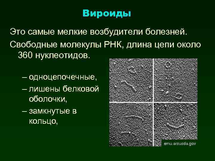 Вироиды Это самые мелкие возбудители болезней. Свободные молекулы РНК, длина цепи около 360 нуклеотидов.