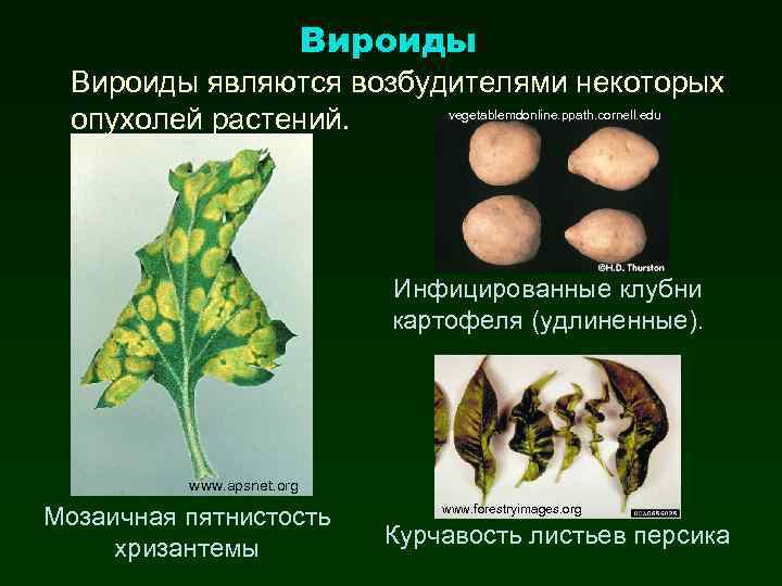 Вироиды являются возбудителями некоторых vegetablemdonline. ppath. cornell. edu опухолей растений. Инфицированные клубни картофеля (удлиненные).