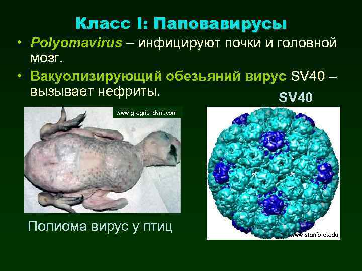 Класс I: Паповавирусы • Polyomavirus – инфицируют почки и головной мозг. • Вакуолизирующий обезьяний