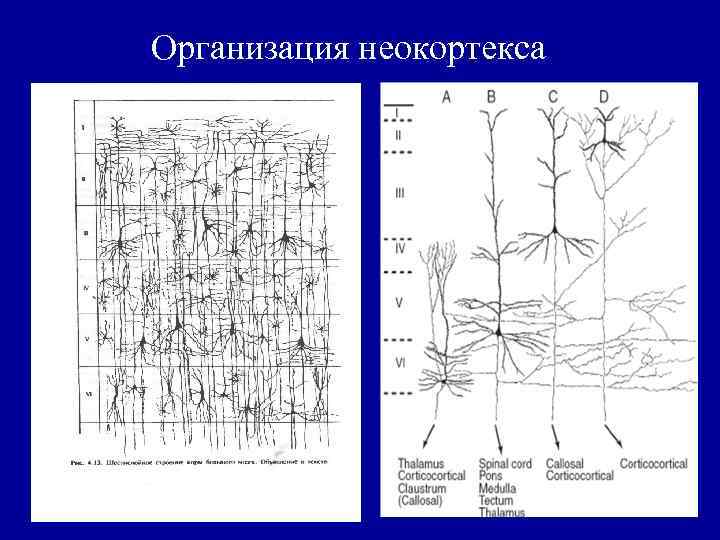 Организация неокортекса 