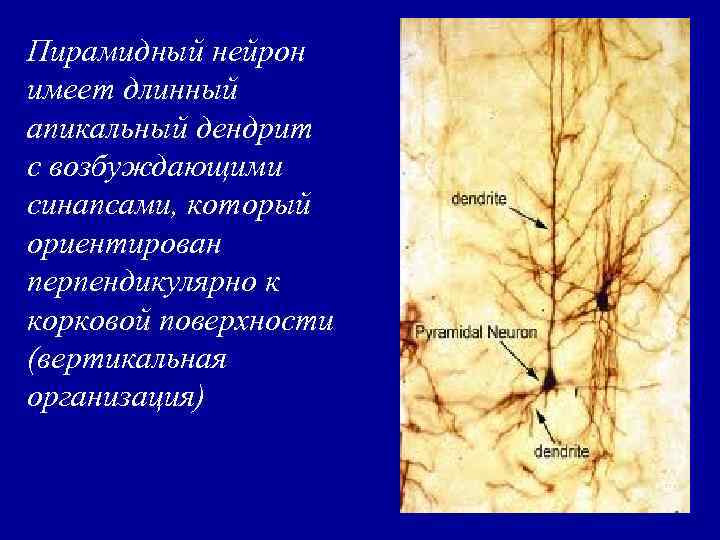 Пирамидный нейрон имеет длинный апикальный дендрит с возбуждающими синапсами, который ориентирован перпендикулярно к корковой