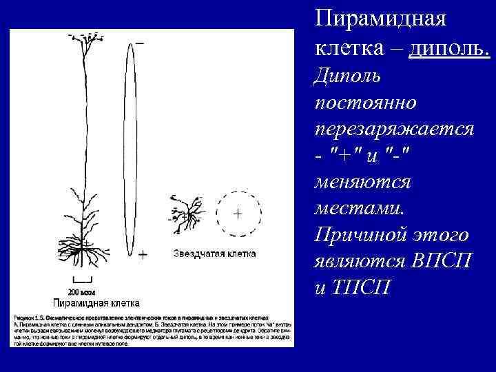Пирамидная клетка – диполь. Диполь постоянно перезаряжается - 