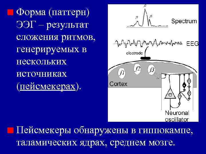 Форма (паттерн) ЭЭГ ‒ результат cложения ритмов, генерируемых в нескольких источниках (пейсмекерах). Пейсмекеры обнаружены