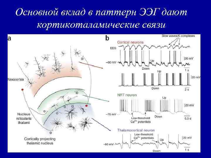 Принцип метода электроэнцефалографии нарисовать и охарактеризовать основные волны ээг