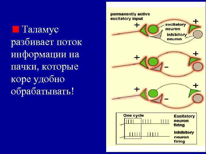 Таламус разбивает поток информации на пачки, которые коре удобно обрабатывать! 