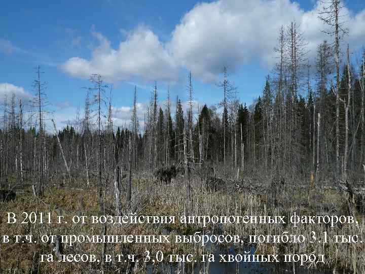 В 2011 г. от воздействия антропогенных факторов, в т. ч. от промышленных выбросов, погибло