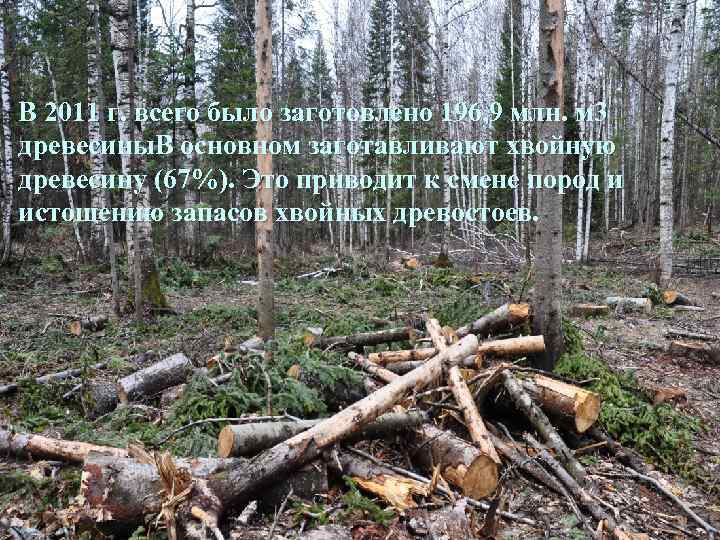 В 2011 г. всего было заготовлено 196, 9 млн. м 3 древесины. В основном