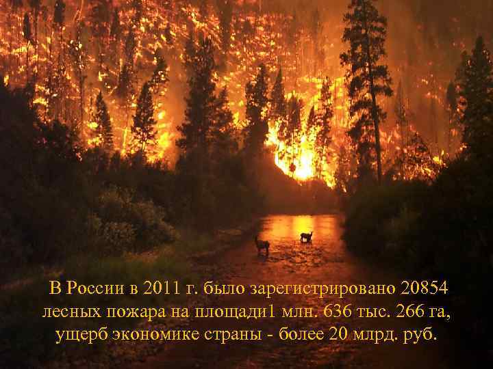 В России в 2011 г. было зарегистрировано 20854 лесных пожара на площади 1 млн.