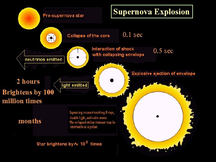 Supernova Explosion 0. 1 sec 0. 5 sec 2 hours Brightens by 100 million