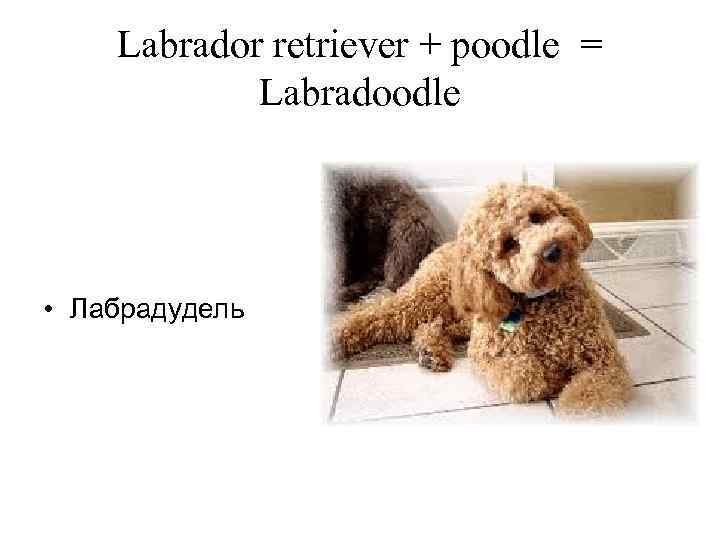 Labrador retriever + poodle = Labradoodle • Лабрадудель 