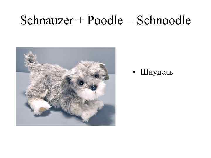 Schnauzer + Poodle = Schnoodle • Шнудель 