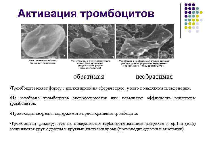 Активация тромбоцитов обратимая необратимая • Тромбоцит меняет форму с дисковидной на сферическую, у него