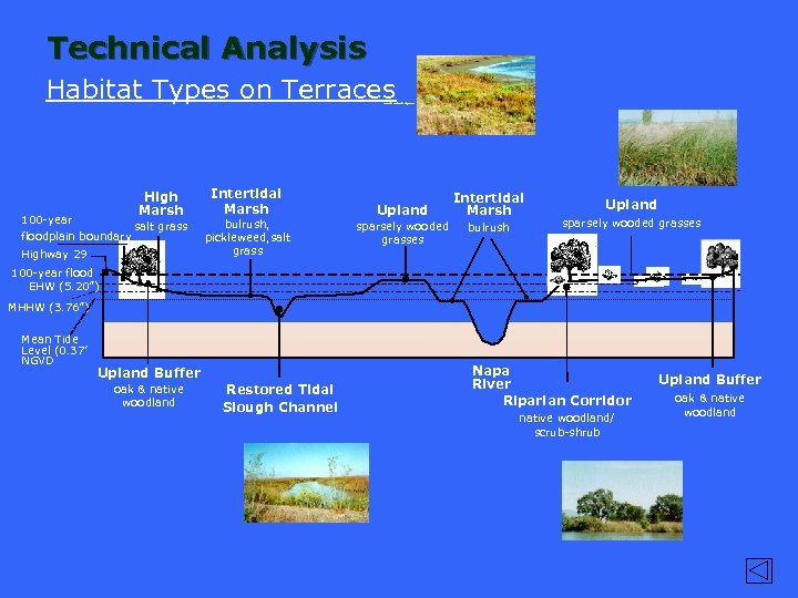 Technical Analysis Habitat Types on Terraces Wetlands restoration w/pictures High Marsh 100 -year floodplain