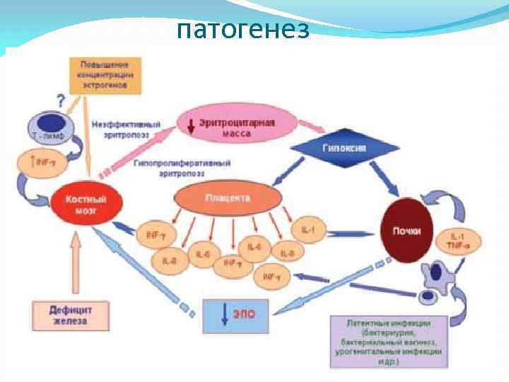 Схема патогенеза железодефицитной анемии