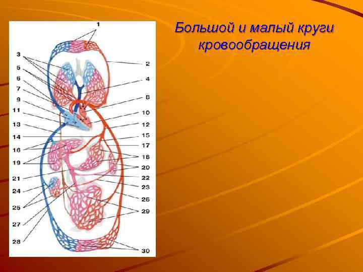 Большой и малый круги кровообращения 