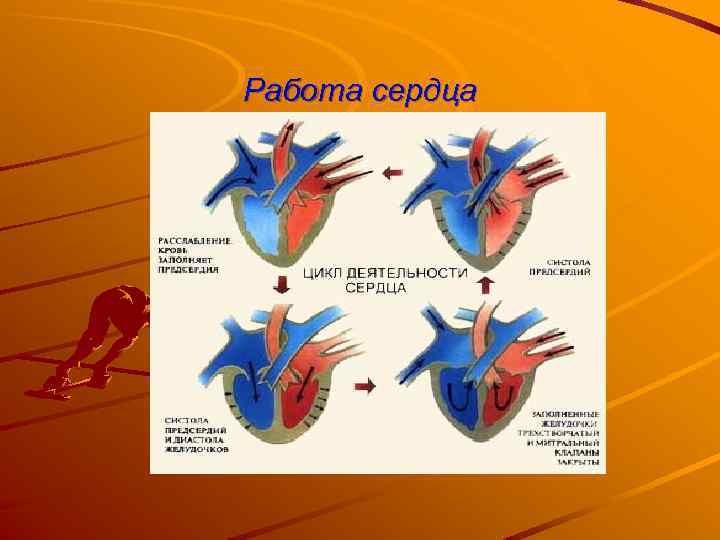 Работа сердца 