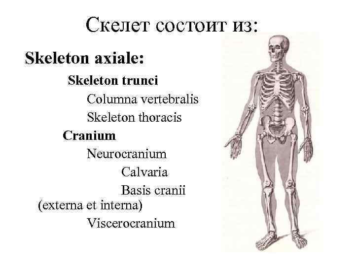 Скелет состоит из: Skeleton axiale: Skeleton trunci Columna vertebralis Skeleton thoracis Cranium Neurocranium Calvaria