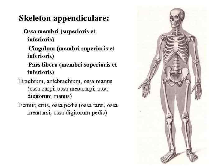 Skeleton appendiculare: Ossa membri (superioris et inferioris) Cingulum (membri superioris et inferioris) Pars libera