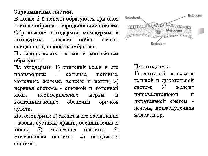 Зародышевые листки. В конце 2 -й недели образуются три слоя клеток эмбриона - зародышевые