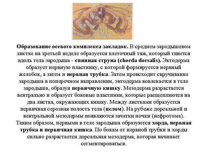Образование осевого комплекса закладок. В среднем зародышевом листке на третьей неделе образуется клеточный тяж,