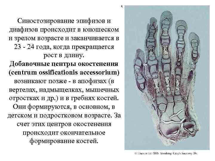 Синостозирование эпифизов и диафизов происходит в юношеском и зрелом возрасте и заканчивается в 23