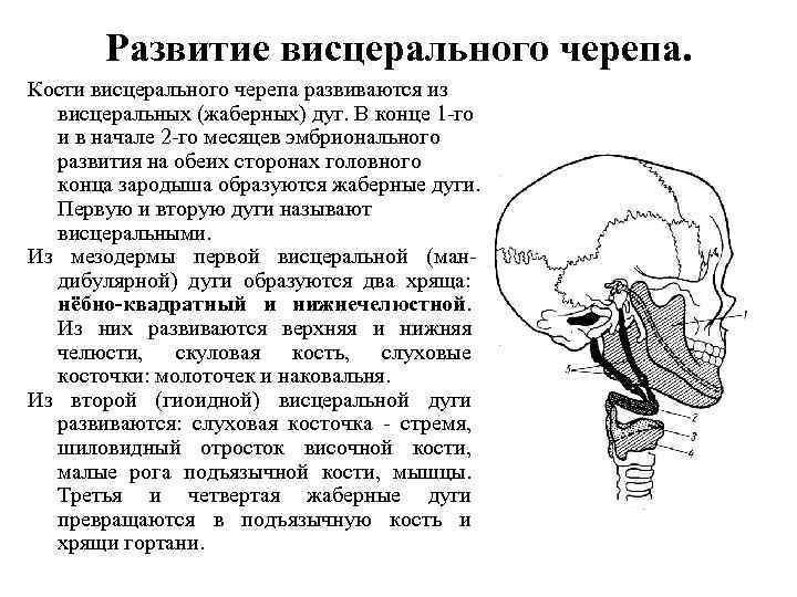 Развитие висцерального черепа. Кости висцерального черепа развиваются из висцеральных (жаберных) дуг. В конце 1