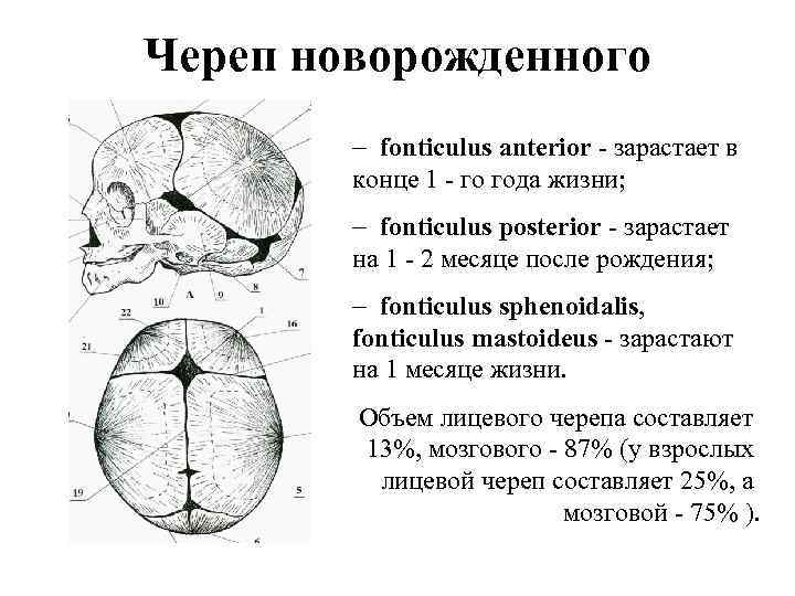 Череп новорожденного - fonticulus anterior - зарастает в конце 1 - го года жизни;