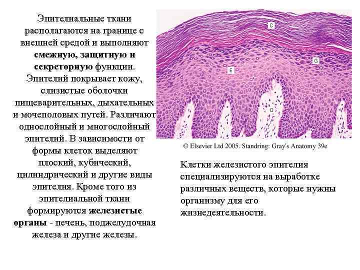 Эпителиальные ткани располагаются на границе с внешней средой и выполняют смежную, защитную и секреторную