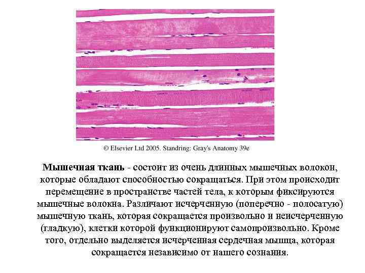 Мышечная ткань - состоит из очень длинных мышечных волокон, которые обладают способностью сокращаться. При