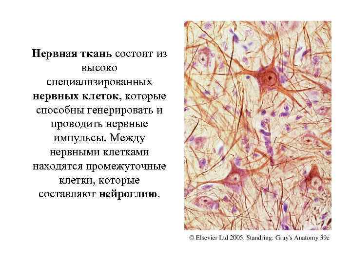 Нервная ткань состоит из высоко специализированных нервных клеток, которые способны генерировать и проводить нервные