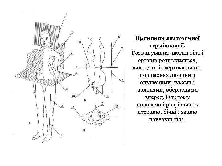 Принципи анатомічної термінології. Розташування частин тіла і органів розглядається, виходячи із вертикального положення людини