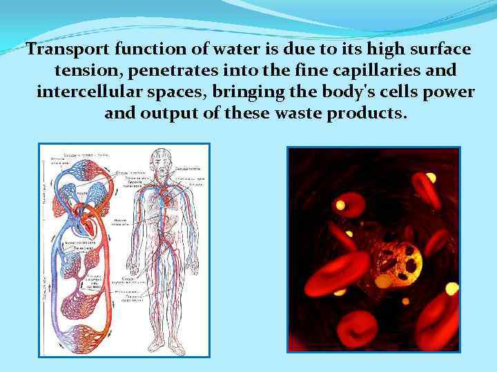 Transport function of water is due to its high surface tension, penetrates into the