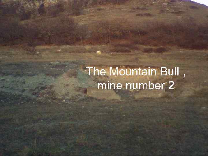 The Mountain Bull , mine number 2 