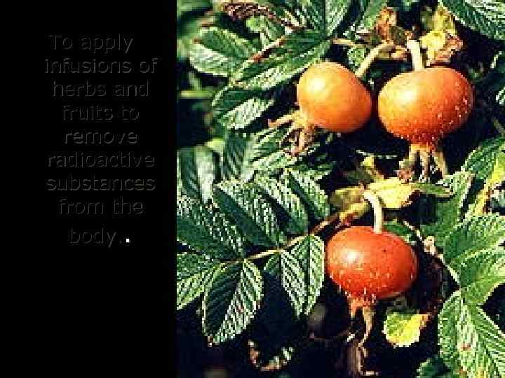 To apply infusions of herbs and fruits to remove radioactive substances from the body.