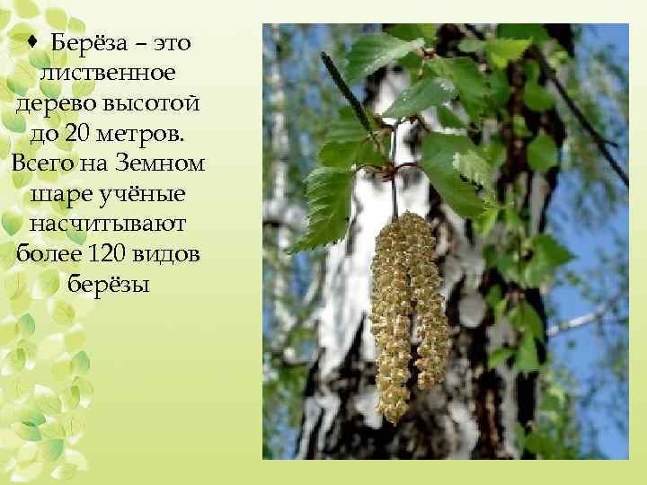 · Берёза – это лиственное дерево высотой до 20 метров. Всего на Земном шаре