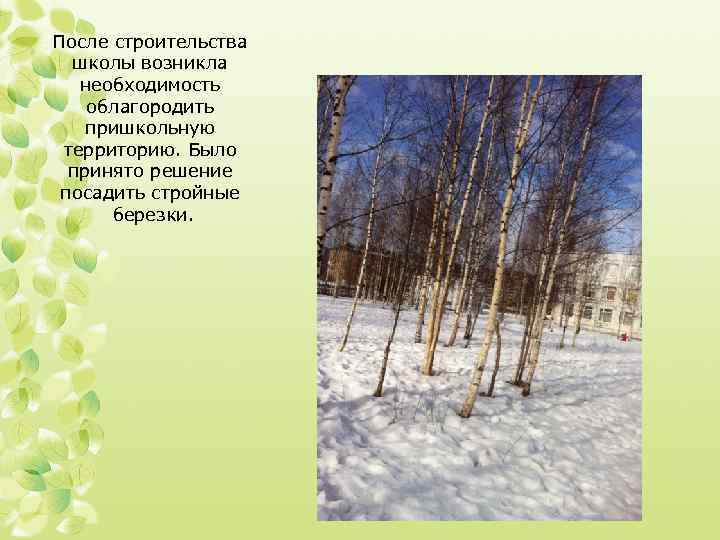 После строительства школы возникла необходимость облагородить пришкольную территорию. Было принято решение посадить стройные березки.