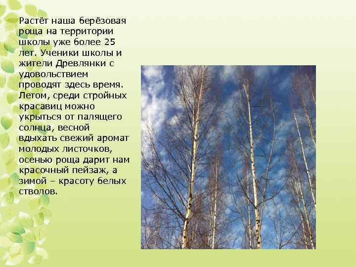 Растёт наша берёзовая роща на территории школы уже более 25 лет. Ученики школы и